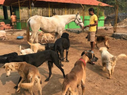 Help 370+ Animals & Birds at this Animal Shelter