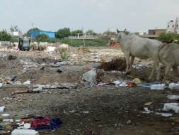 Help Animals Care In Balotra