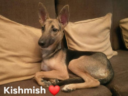 Help Search and Rescue KISHMISH