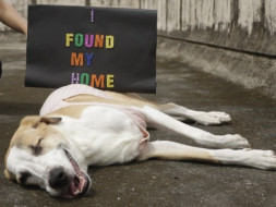 Help Bonnie reach her forever home in the US!