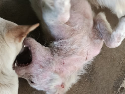 Help stray dogs get a home