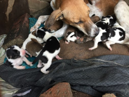 Help Dogs Live Healthy