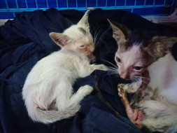 Help Me Save These Kittens Lives