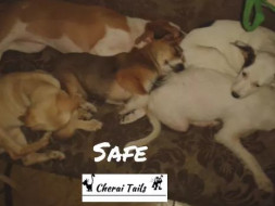 Help Cherai tails get these Puppies a New Home