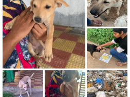 Rabies Free Community Dogs
