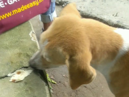 Help Street Dogs Survive Starvation!