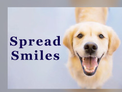 Spread Smiles, Feed and Help The Stray Pups