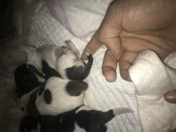 Gift A New Life To Puppies