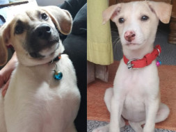Help Lucy and Brownie Fly!