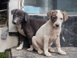 Treatment of Street Animals in Thane and Mulund
