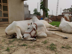 Help Us To Promote Organic Farming and Save Cows!