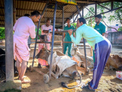 Help 1000 Sick and Old age Cows which are suffered from Polythene