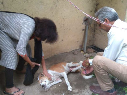 Help Neelam & team CWSHA rescue & assist stray animals in Bhopal