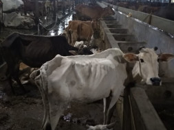 Dhyan Foundation Rehabilitates Cattle Rescued by BSF