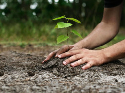 Plant Trees With Green Vadodara Foundation