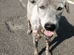 Help Snoopy Fight Severe Stage Mange