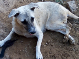 Help Foster Dogs