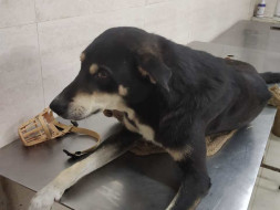 Help Buzo The Dog Fight For His Life
