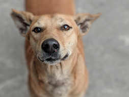 Help us build a Recovery Centre for Street Dogs in Distress