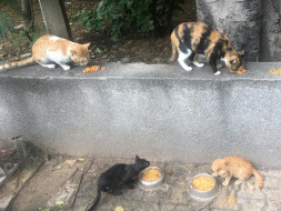 Help Sterilise Stray Cats in Hauz Khas, Delhi