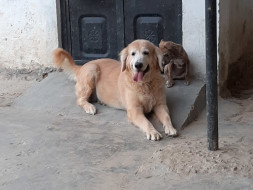 Help Happy Maira