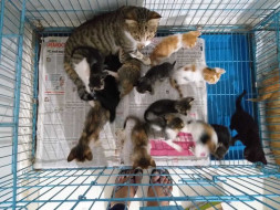Help Hope's Home to Raise Healthy Kittens