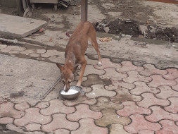 Feeding Program and Well being of Vikhroli street dogs
