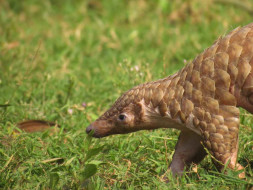 Save The Indian Pangolins
