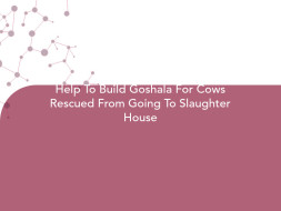 Help To Build Goshala For Cows Rescued From Going To Slaughter House