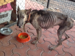This Christmas, Help give Jody the Gift of Life