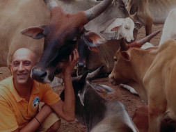 Help Atul Rescue and Treat Injured Cows