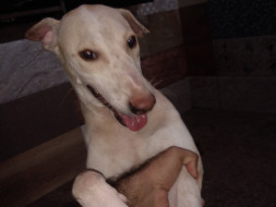 Help Whito to Save his Life
