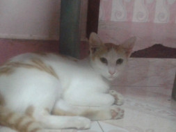 Support Strays To Live A Decent And Peaceful Life