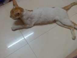Urgent fund appeal for Naughty The Poisoned Cat with Hepatitis