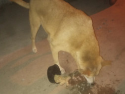 Help To Feed And Provide Medical Facilities For Street Dogs