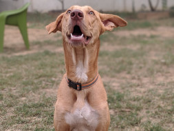 Bring a smile to Baxter's face this Christmas!