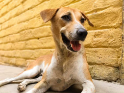 Help A Bagheera Today~sponsor A Sterilization For A Stray!