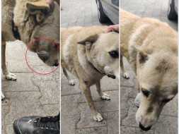 Help Neo get his tumor diagnosed and treated.