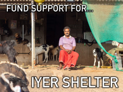 Donate to make a difference to Dr. Iyer’s Shelter of 108+ Animals