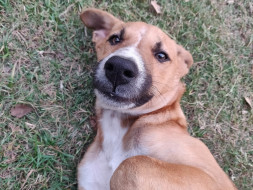 Help Smokey Fly Home!