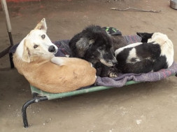 Help us give warm cots to old and sick dogs at shelter this winter
