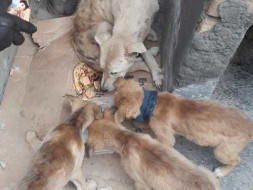 Do Some Thing For Street Animal's
