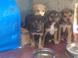 Feed & home Cherai Tails pups