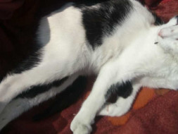Help A Cat Recover From A Spine Injury