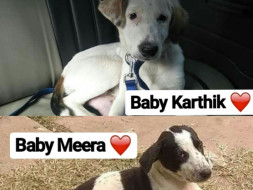 Help Karthik And Meera Reach Toronto