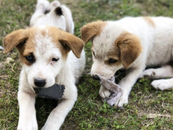 House of Paws- Stray Dogs Shelter