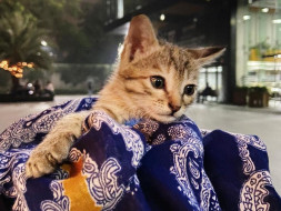 Chutki needs you ♥️