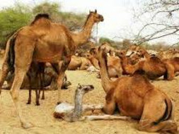 Lets Save The Innocent Camels From Being Shot