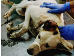 Help Ruby an old stray dog fight cancer