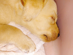 Want to help poor puppies/dogs